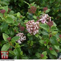 Viburnum Tinus 'Lisarose' -Flourish Flora VIBU 6209 A4