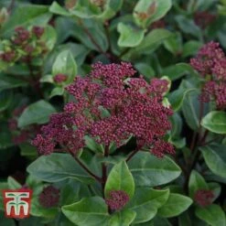 Viburnum Tinus 'Lisarose' -Flourish Flora VIBU T62090 A