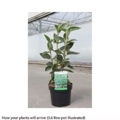 Viburnum Lantana 'Mohican' -Flourish Flora VIBU T66508 A h