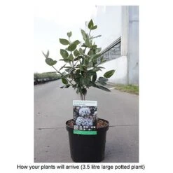 Viburnum X Burkwoodii 'Anne Russell' -Flourish Flora VIBU T68197 B h