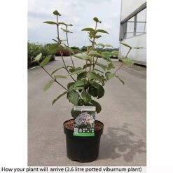 Viburnum Carlesii 'Aurora' -Flourish Flora VIBU T74350 B h