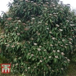 Viburnum Rhytidophyllum -Flourish Flora VIBU TKA3692 D