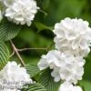 Viburnum Plicatum F. Plicatum 'Newport'