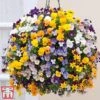 Viola 'Teardrops' Pre-Planted Hanging Basket