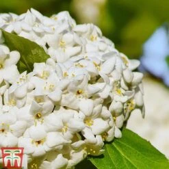 Viburnum X Carlcephalum -Flourish Flora VIRB t79114 C