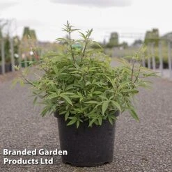 Vitex Agnus-castus 'Galactic Pink'