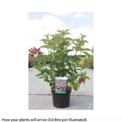 Weigela 'Bristol Ruby' -Flourish Flora WEIG T66524 A h