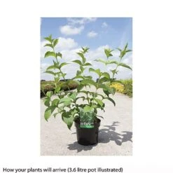 Weigela Middendorffiana 5 Weigela Middendorffiana -Flourish Flora WEIG T66530 B h