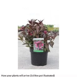 Weigela 'Naomi Campbell' -Flourish Flora WEIG T66533 A h