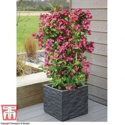 Weigela 'Towers Of Flowers'&reg; Duo -Flourish Flora WEIG WKB5878 D