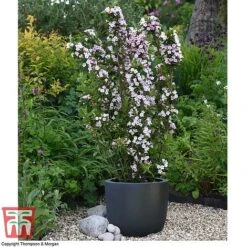 Weigela 'Towers Of Flowers'&reg; Duo -Flourish Flora WEIG WKB5878 Q