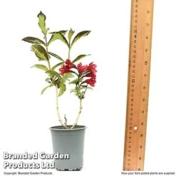 Weigela 'Camouflage' -Flourish Flora WEIG CAMOUF9CM T50087