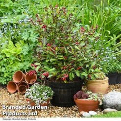 Weigela 'Camouflage' -Flourish Flora WEIG CAMOUFLAG T39702