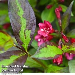 Weigela 'Camouflage' -Flourish Flora WEIG CAMOUFLAG T39705