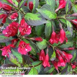 Weigela 'Camouflage' -Flourish Flora WEIG CAMOUFLAG T39904