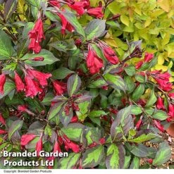 Weigela 'Camouflage' -Flourish Flora WEIG CAMOUFLAG T39908
