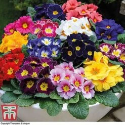 Front Page -Flourish Flora WINT wkc2523 B