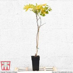 Wisteria Sinensis (Patio Standard) -Flourish Flora WIST T10787 B