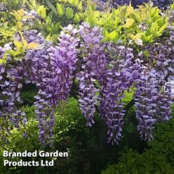 Wisteria Sinensis