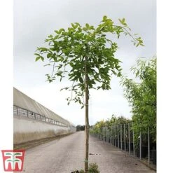 Wisteria Sinensis 'Amethyst' -Flourish Flora WIST TKA3732 A