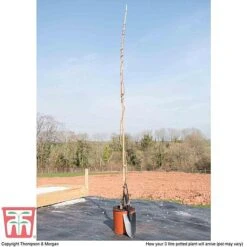 Wisteria Sinensis 'Amethyst' -Flourish Flora WIST TKA3732 C