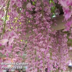 Wisteria Trio -Flourish Flora WIST ROSEA L034071