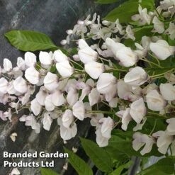Wisteria Sinensis 'Rosea' -Flourish Flora WIST ROSEA S13548