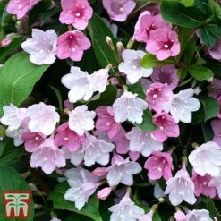 Weigela 'Towers Of Flowers'&reg; Duo -Flourish Flora Weig app