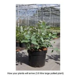 Zenobia Pulverulenta 'Blue Sky' -Flourish Flora ZENO T68227 B h