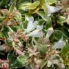 Abelia X Grandiflora 'Sparkling Silver'