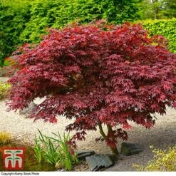 Acer Palmatum 'Bloodgood' -Flourish Flora acer blood2