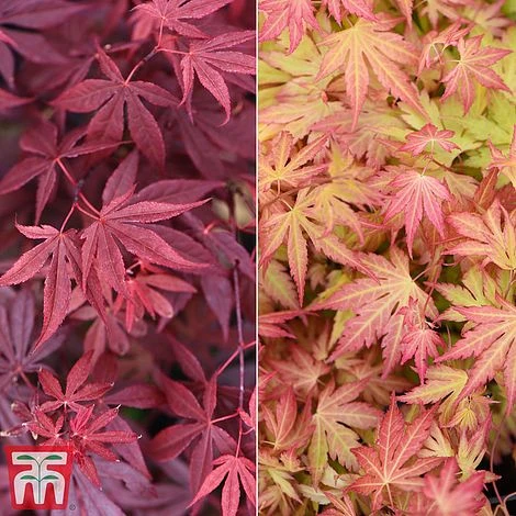 Acer Bold Duo 1 Acer Bold Duo