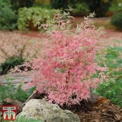 Acer Palmatum 'Taylor'