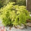 Acer Palmatum Var. Dissectum 'Viridis'