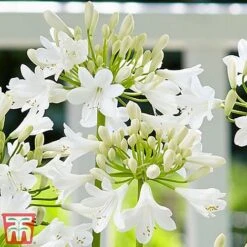Agapanthus 'Ever White' -Flourish Flora aga