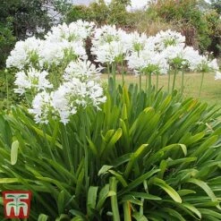 Agapanthus Africanus 'Albus'