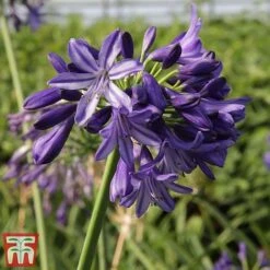 Agapanthus 'Northern Star' -Flourish Flora agap nort4
