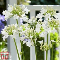 Agapanthus 'Ever White' -Flourish Flora agap2
