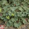Alchemilla Erythropoda