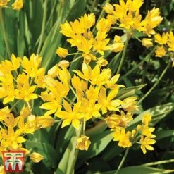 100 Days Of Colour Collection -Flourish Flora alliTM1