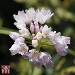 Allium Bumper Pack -Flourish Flora allium roseum