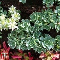 Nurserymans Choice Alpine Mix -Flourish Flora alp10