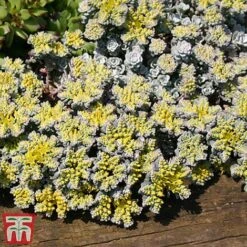 Nurserymans Choice Alpine Mix -Flourish Flora alp2