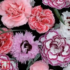 Nurserymans Choice Alpine Mix -Flourish Flora alp3