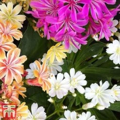 Nurserymans Choice Alpine Mix -Flourish Flora alp6