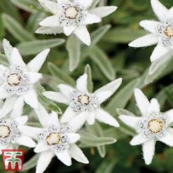 Nurserymans Choice Alpine Mix -Flourish Flora alp7