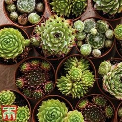 Nurserymans Choice Alpine Mix -Flourish Flora alp8