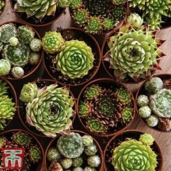 Nurserymans Choice Alpine Mix -Flourish Flora alp9