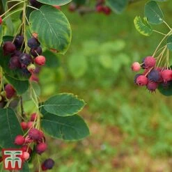 Amelanchier Canadensis -Flourish Flora amel canb