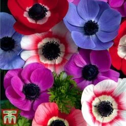 100 Days Of Colour Collection -Flourish Flora anemoneTM1